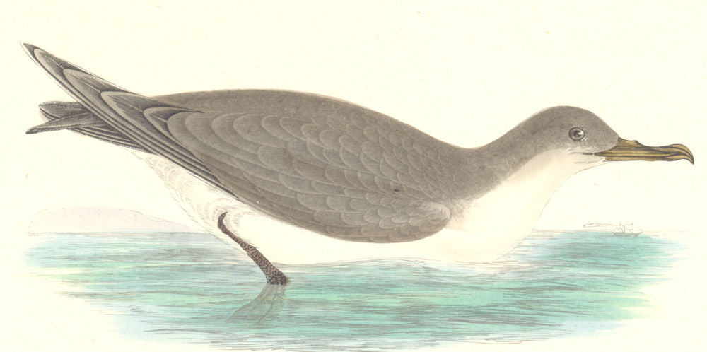 BIRDS. Cinereous Shearwater. Found in Europe. Africa (Morris) 1880 old print